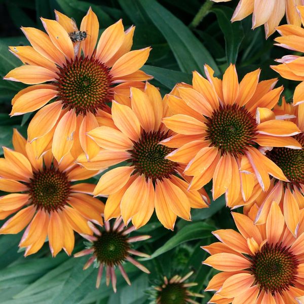 Echinacea Prima™ 'Ginger'
