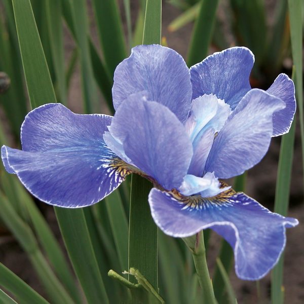 Iris Sibirica 'Silver Edge'