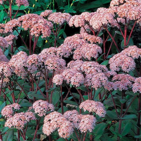 Sedum Telephium 'Matrona'