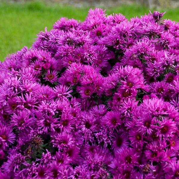 Symphyotrichum Novae-angliae 'Pink Crush'