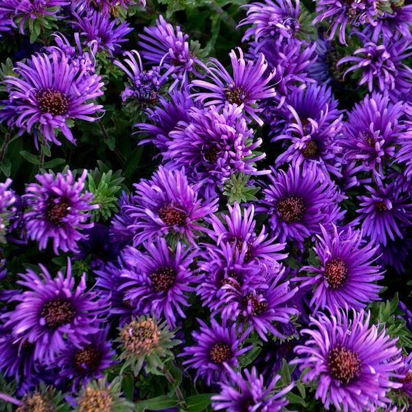Symphyotrichum Novae-angliae 'Grape Crush'