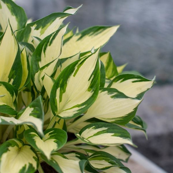 Hosta 'Fire And Ice'
