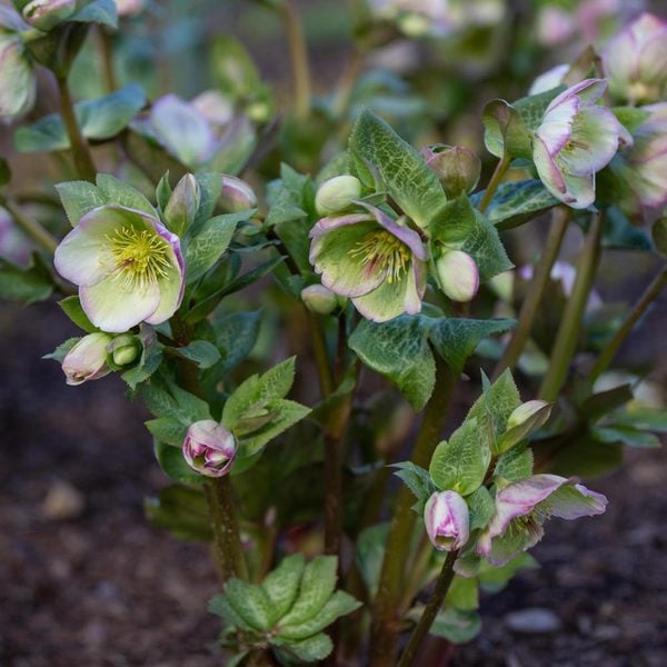 Helleborus Frostkiss® Glenda's Gloss®