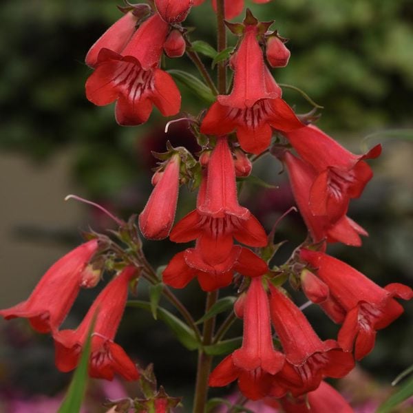 Long-Season Hummingbird Garden