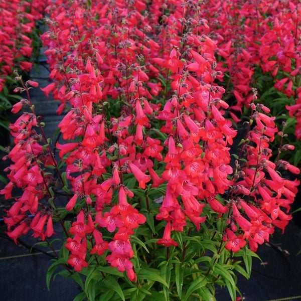 Penstemon Quartz® Red