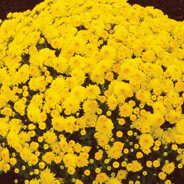 Chrysanthemum 'Sunny Igloo'