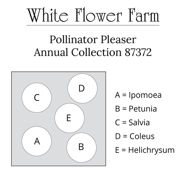 Pollinator Pleaser Annual Collection