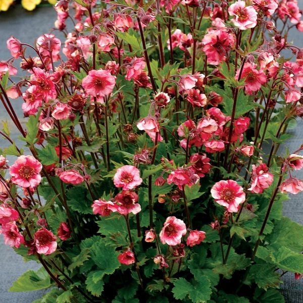Geum Tempo™ Rose