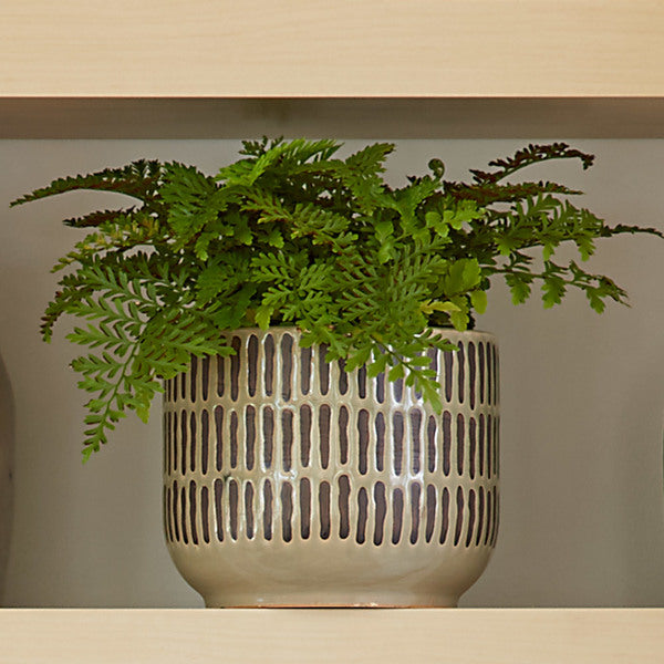 Three Months Of Ferns, December-February