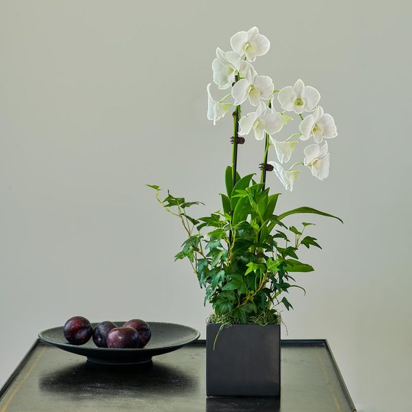 White Dendrobium Orchid Garden In 5" Ceramic Cachepot