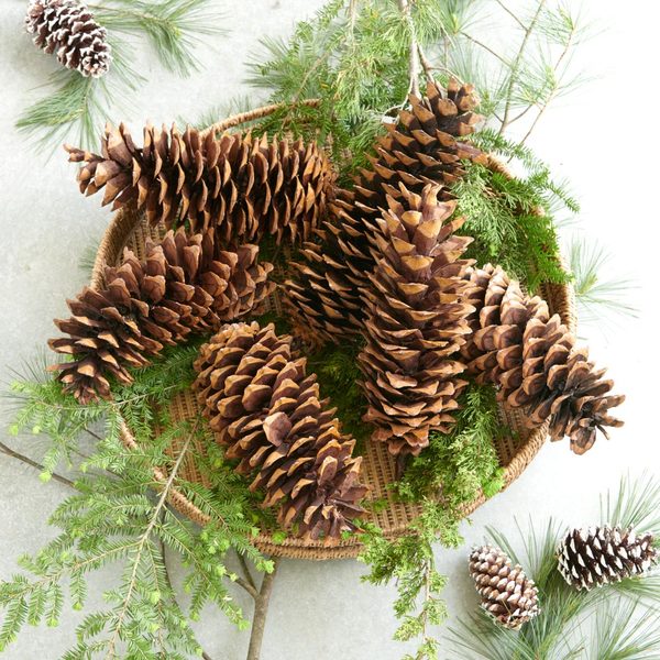 Magnificent Sugar Pine Cones