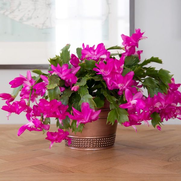 Pink Holiday Cactus In Copper-toned Cachepot