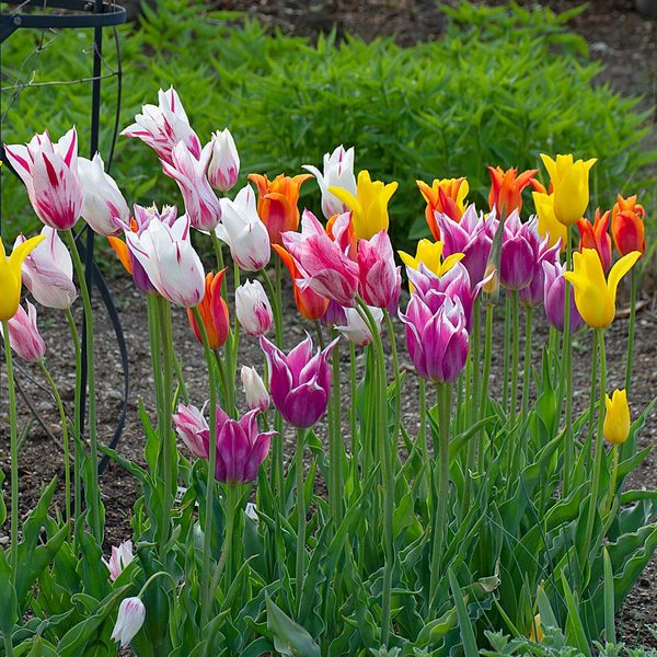 The Corps De Ballet Tulip Mix