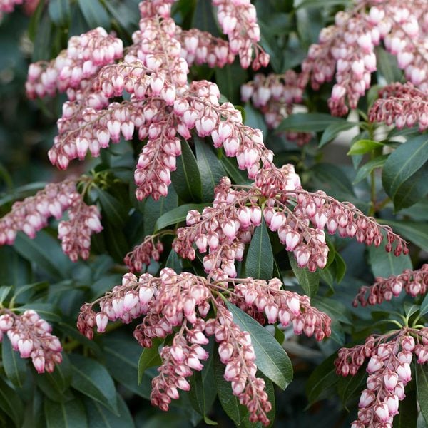 Pieris Japonica 'Katsura'