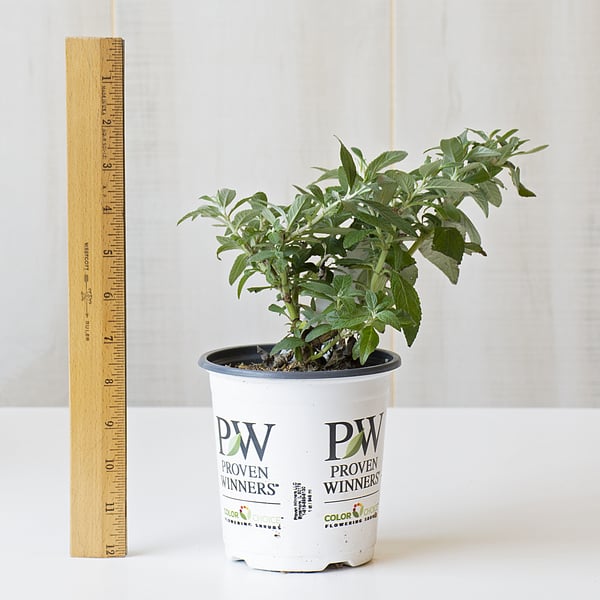 Hydrangea Paniculata Fire Light Tidbit®