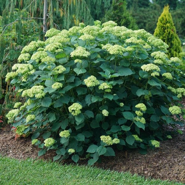 Hydrangea Arborescens Invincibelle Sublime™