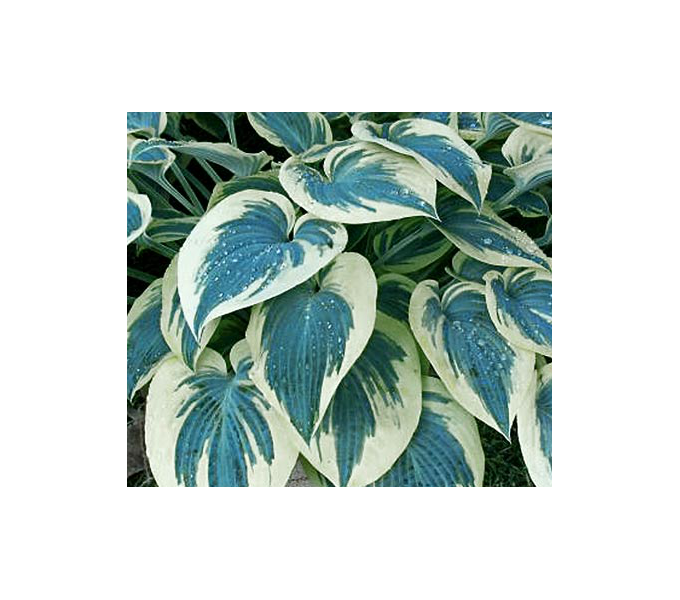 Hosta 'Blue Ivory'
