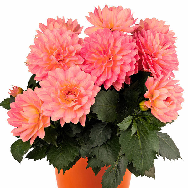 Dahlia 'XXL Merida'