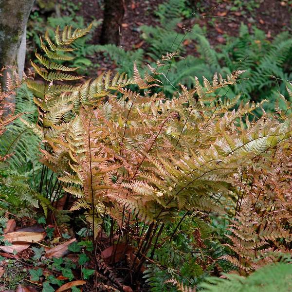 Dryopteris Erythrosora 'Brilliance' - Autumn Fern