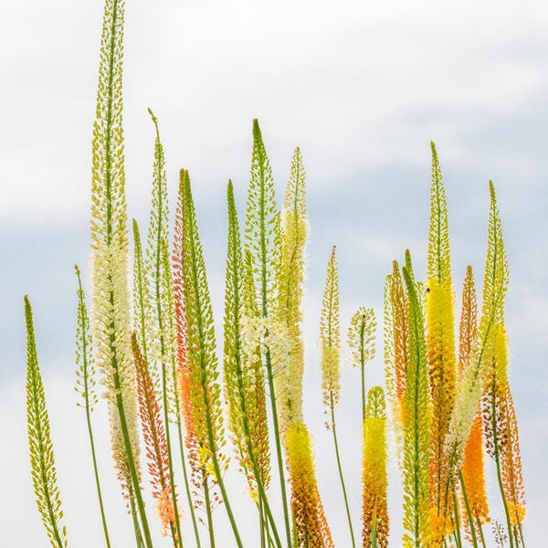 Eremurus Ruiter Hybrid Mix