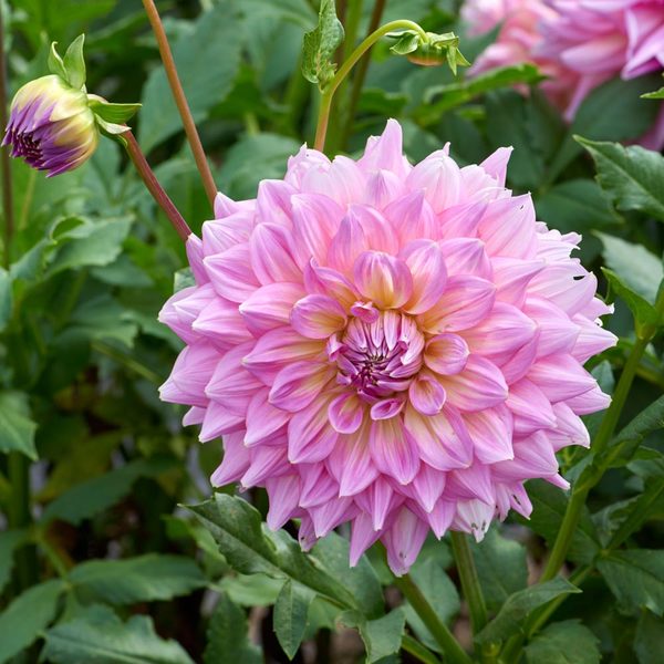 Dinnerplate Dahlia Collection 4 Tubers