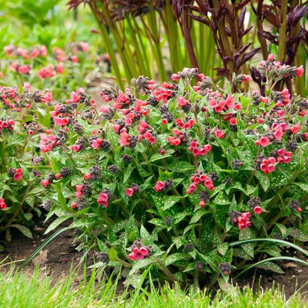 Pulmonaria 'Shrimps On The Barbie'