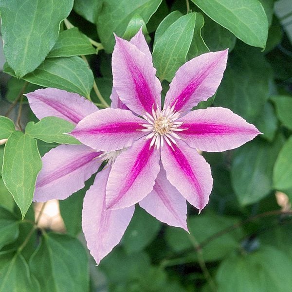 Clematis 'Bees' Jubilee'