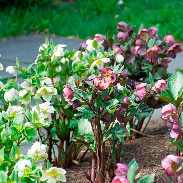 Snow Chaser Hellebore Trio