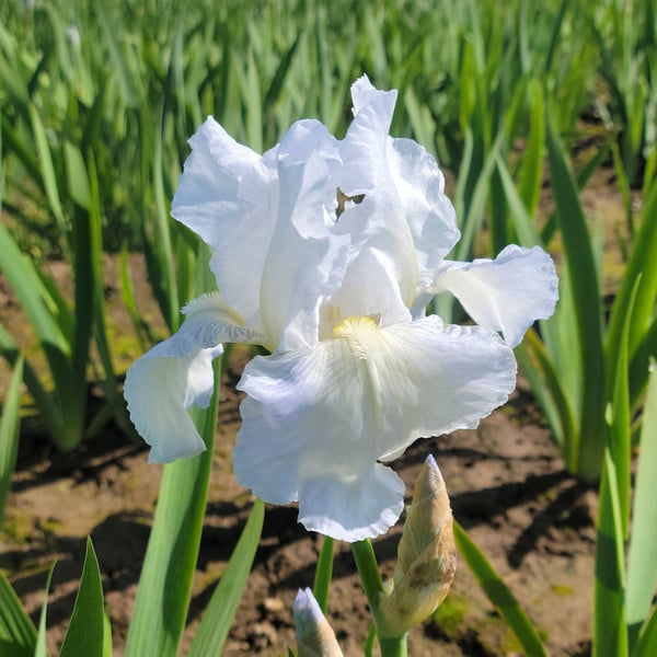 Iris Germanica 'Immortality' - Reblooming