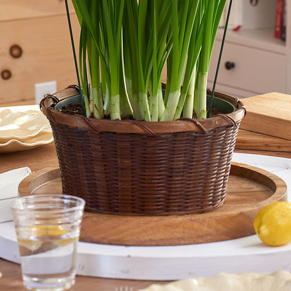Paperwhite 'Wintersun' Kit With Woven Basket