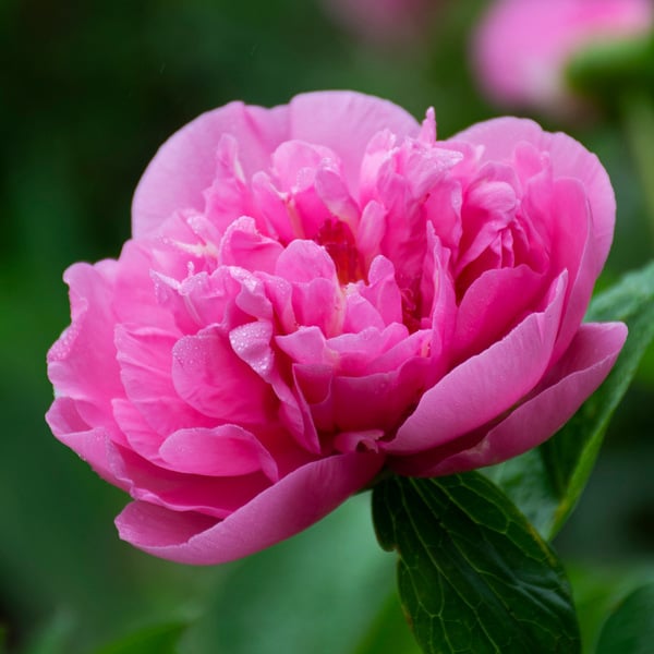 Peony 'Carnation Bouquet'