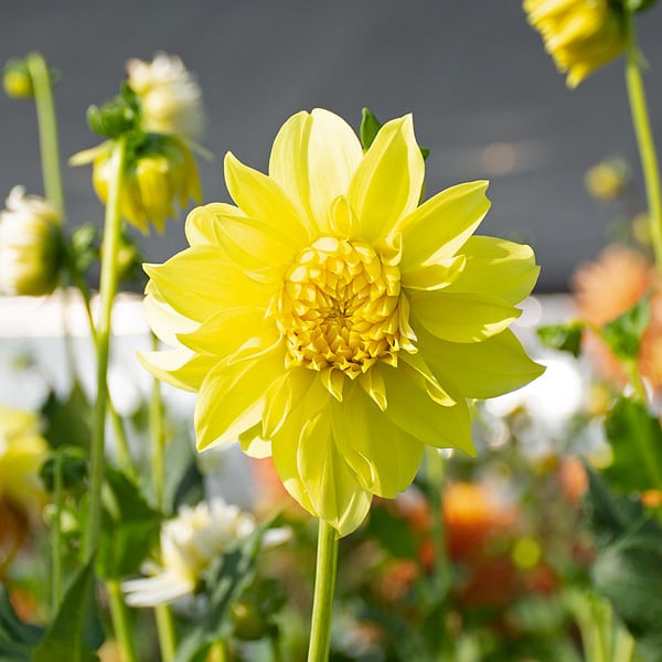 Dahlia 'Hollyhill Lemon Ice'