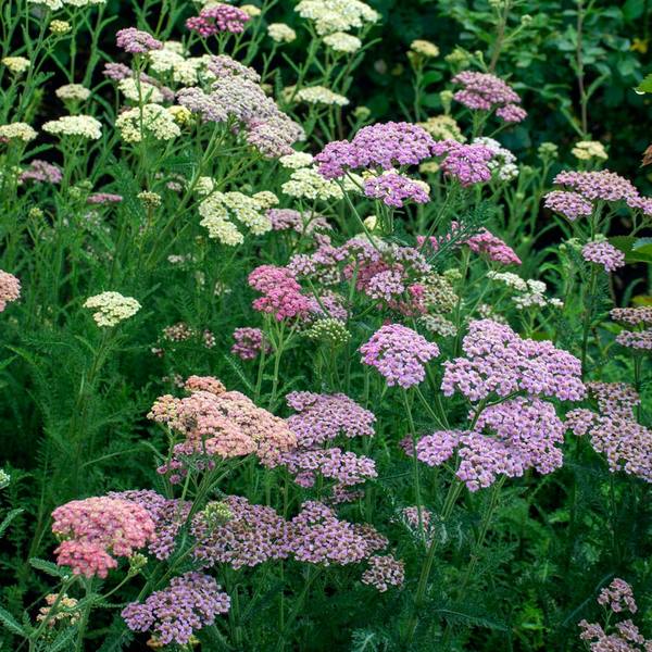 Achillea Millefolium Colorado Mix
