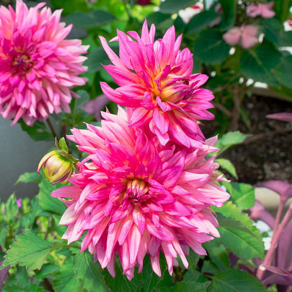 Dahlia 'XXL Ensenada'