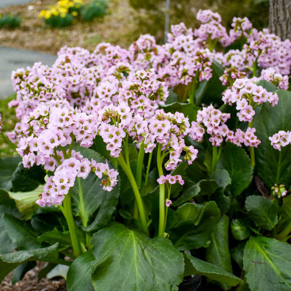 Bergenia 'Fairytale Romance'