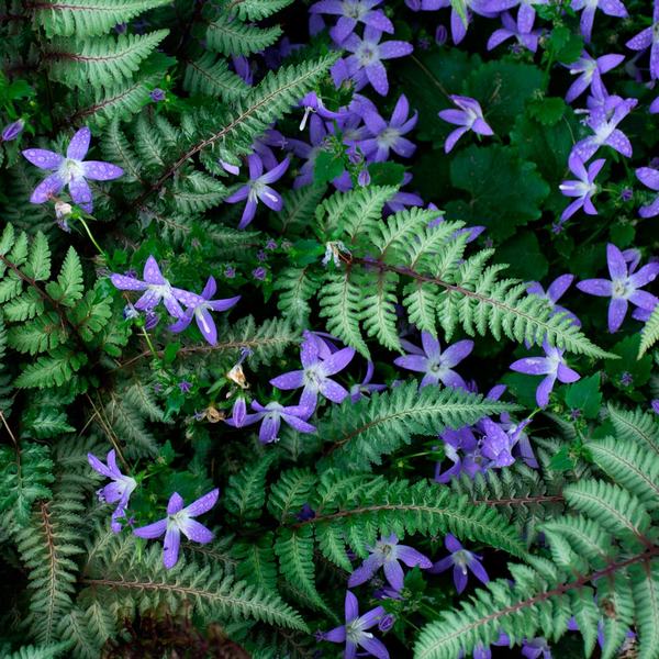 Campanula Poscharskyana 'Blue Gown'