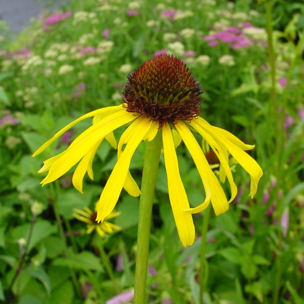 Echinacea Paradoxa