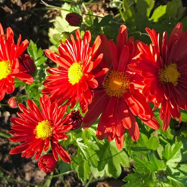 Chrysanthemum 'Pumpkin Igloo'