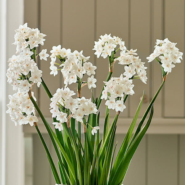 Paperwhites In Linen Bag