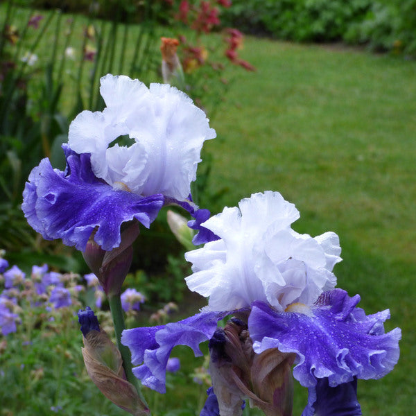 Iris Germanica 'Drifting'