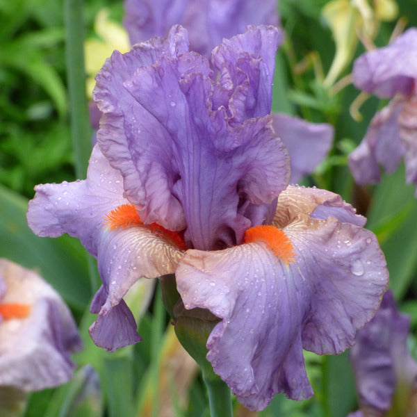 Iris Germanica 'Snappy Dresser'