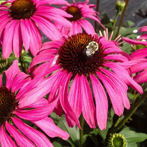 Echinacea Butterfly™ 'Purple Emperor'