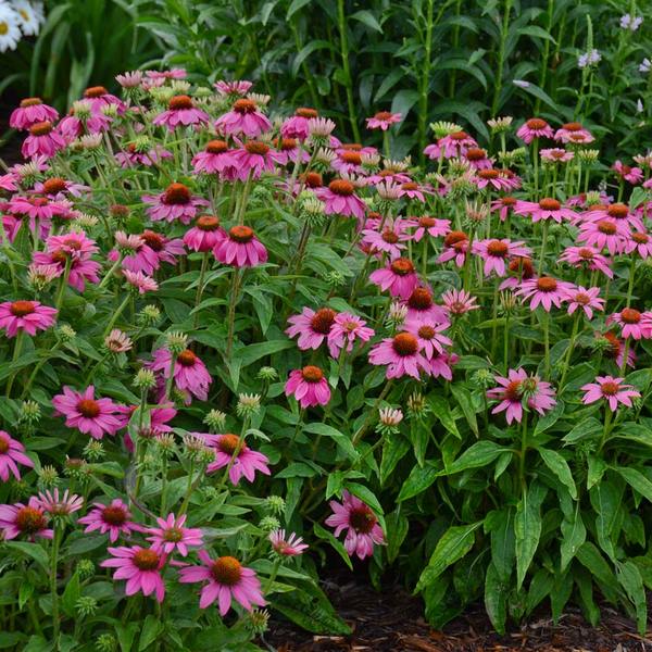 Echinacea Purpurea PowWow® Wild Berry