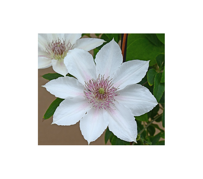 Clematis Corinne™ Boulevard®