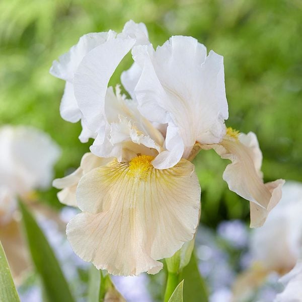Pride Of The Border Bicolor Iris Collection - 4 Plants