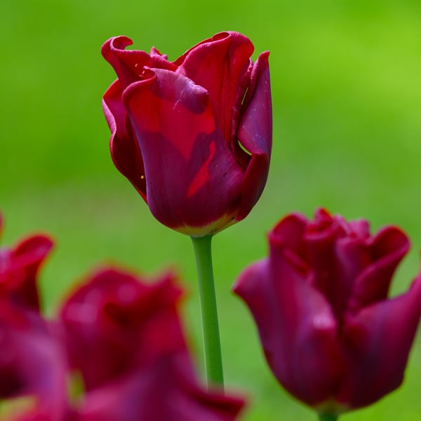 Tulip 'Red Dress'