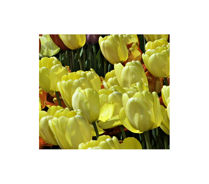 Strike Up The Band Perennial Tulip Collection