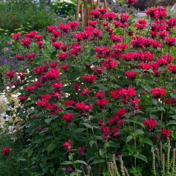Monarda Bee-You® Bee Happy™