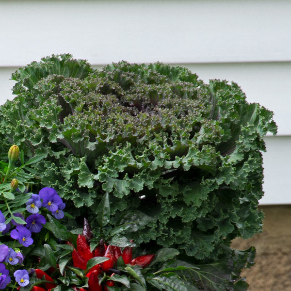 Spicy Kale Fall Collection