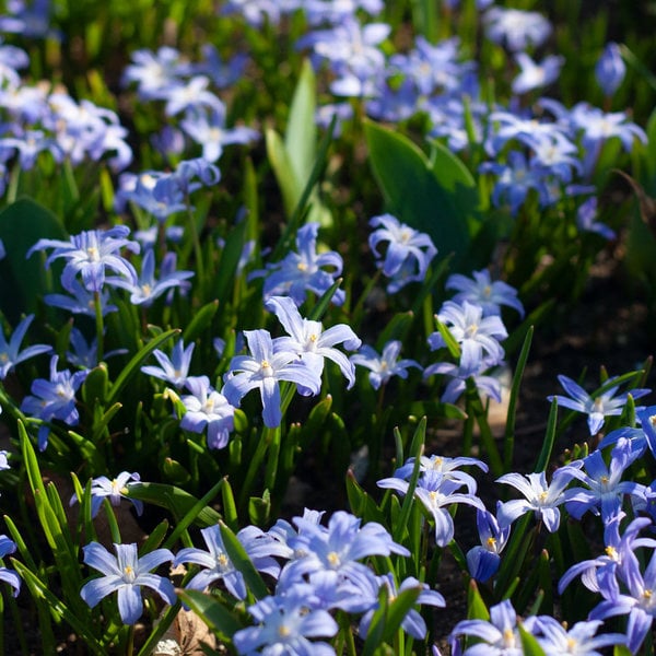 Chionodoxa Forbesii